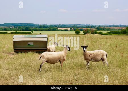 Tre neri di fronte pecora dalla loro alimentatore in un campo. Kineton, Warks. Foto Stock