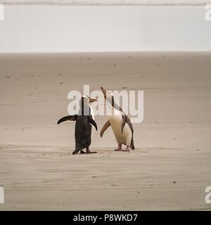 Due giallo eyed Pinguini camminare su una spiaggia sulla penisola di Otago, vicino alla città di Dunedin. Dopo un breve periodo di tempo, esse sono in una violenta discussione. Le scene di un matrimonio? (22 gennaio 2016) | utilizzo in tutto il mondo Foto Stock