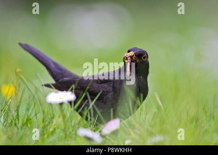 Merlo comune (Turdus merula), Adulto rovistando nel prato in fiore, Brandeburgo, Germania | Utilizzo di tutto il mondo Foto Stock