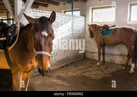 Close-up ritratto di cavallo nella stalla Foto Stock