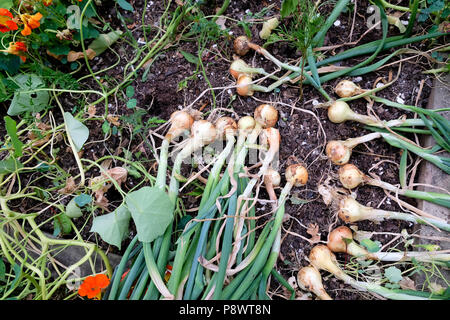 Le cipolle che cresce in un piccolo giardino tirato per asciugare fuori nel sole nel luglio 2018 Wales UK KATHY DEWITT Foto Stock