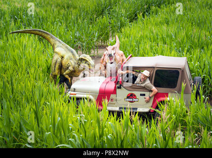 Agricoltore Tom Pearcy nel suo labirinto che forma un Jurassic scena in cinque acri di campo di piante di mais a York Maze per il XXV anniversario di Jurassic Park. Foto Stock