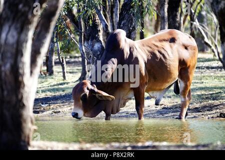 Humped Brahman allevamento Bull, (Bos primigenius indicus), bere dal foro per l'acqua, Australia | Utilizzo di tutto il mondo Foto Stock