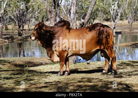 Humped Brahman allevamento Bull, (Bos primigenius indicus), Australia | Utilizzo di tutto il mondo Foto Stock