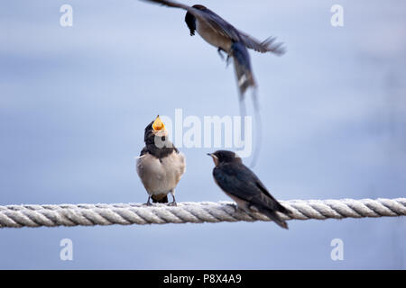 Filo-tailed Swallow, Hirundo smithii, Fischland, Germania filo-tailed Swallow alimentare un pulcino fledged Foto Stock