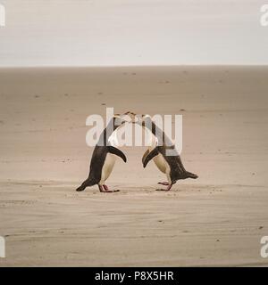 Due giallo eyed Pinguini camminare su una spiaggia sulla penisola di Otago, vicino alla città di Dunedin. Dopo un breve periodo di tempo, esse sono in una violenta discussione. Le scene di un matrimonio? (22 gennaio 2016) | utilizzo in tutto il mondo Foto Stock