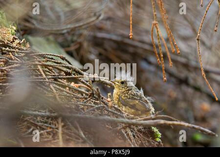 Unione Robin (Erithacus rubecula) bambino seduto sul pavimento della foresta, in Sassonia, Germania | Utilizzo di tutto il mondo Foto Stock