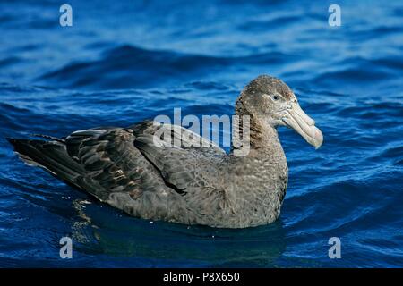 Il gigante del sud Petrel (Macronectes giganteus) nuoto, Kaikoura, Nuova Zelanda | Utilizzo di tutto il mondo Foto Stock