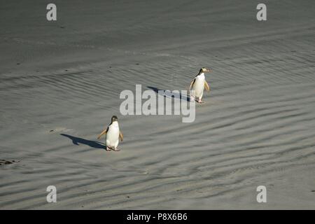 Giallo-eyed Penguin (Megadyptes antipodes) due adulti di camminare sulla spiaggia, Penisola di Otago, Nuova Zelanda | Utilizzo di tutto il mondo Foto Stock