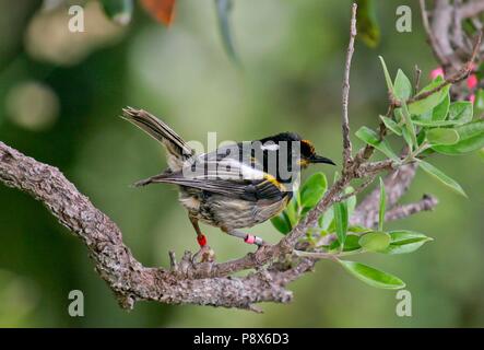 Stitchbird (Notiomystis cincta) colore-maschio cerchiati dal progetto di ricerca, Tiritiri Matangi Island, Nuova Zelanda | Utilizzo di tutto il mondo Foto Stock