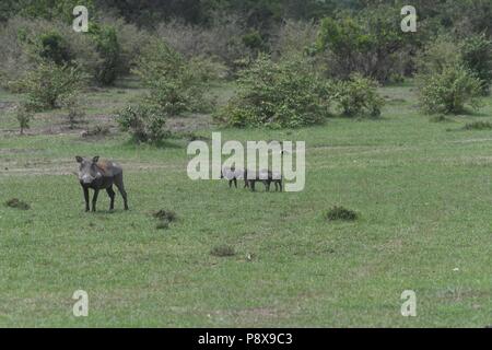 Warthog comune. Zona di Olare Motorogi Conservancy, il Masai Mara, Kenya, Africa Foto Stock