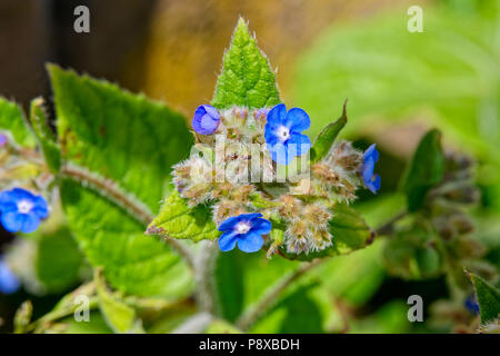 In prossimità dei piccoli blu verde Alkanet fiori che crescono in estate il sole. Foto Stock