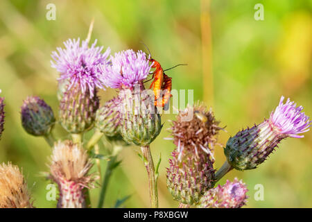 In prossimità di una coppia di rosso cardinale coleotteri in accoppiamento un viola thistle Foto Stock