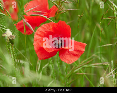 I campi di papavero in Kent REGNO UNITO Foto Stock