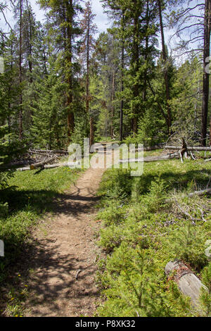 Esplorare il rotolamento Creek Trail in Bailey, Colorado Foto Stock