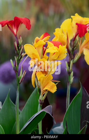 Canna lily 'Cleopatra' Fiore Foto Stock