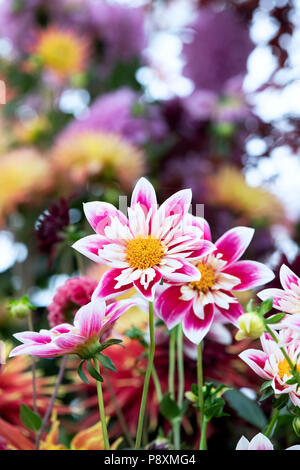 Dahlia 'Fashion monger ' sul display a flower show. Regno Unito. Colarette dalia. Foto Stock