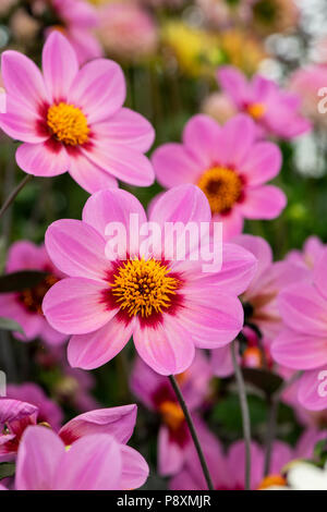 Dahlia 'felice occhiolino" sul display in corrispondenza di una mostra del fiore. Regno Unito. Unica fioritura dalia. Foto Stock