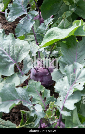 Brassica oleracea. Il cavolo rapa kolibri vegetali di radice Foto Stock