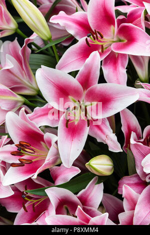 Il Lilium oriental 'Dalian'. Oriental Lily 'Dalian' fiori su un fiore visualizza. Regno Unito Foto Stock