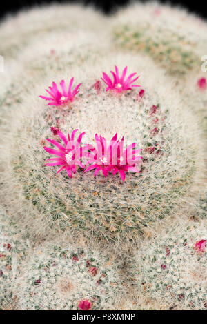 Mammillaria Hahniana cactus fioritura. Old Lady Cactus cactus Foto Stock