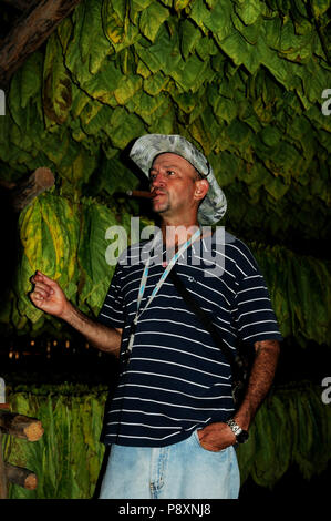 L'agricoltore cubana che mostra il suo foglie di tabacco driyng in una capanna in Vinales. Foto Stock