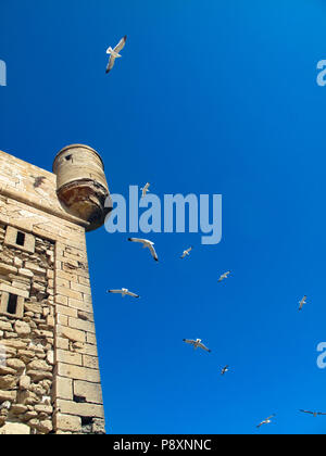 I gabbiani volare intorno alle fortificazioni del porto di Essaouira, Marocco Foto Stock