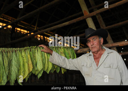 I cubani agricoltore che mostra la sua essiccazione foglie di tabacco in una capanna in Vinales Foto Stock