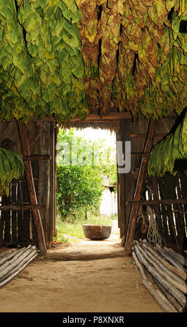 Cuba: Tabacco capanna di essiccazione in Vinales vicino a Pinar del Rio Foto Stock