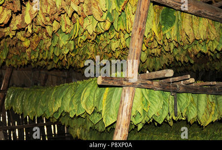 Cuba: foglie di tabacco driyng in una capanna in Vinales vicino a Pinar del Rio Foto Stock