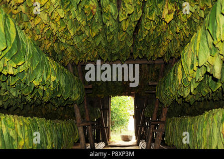 Cuba: foglie di tabacco driyng in una capanna in Vinales. Foto Stock