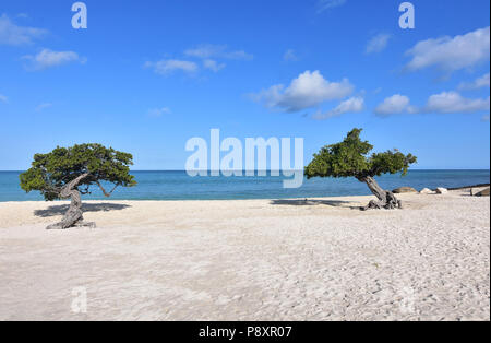 La mattina presto con una coppia di alberi divi su una spiaggia. Foto Stock