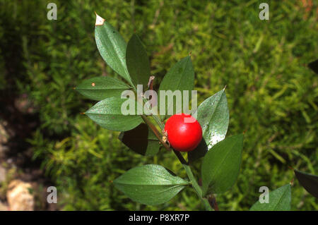 Il pungitopo (Ruscus aculeatus) close-up Foto Stock