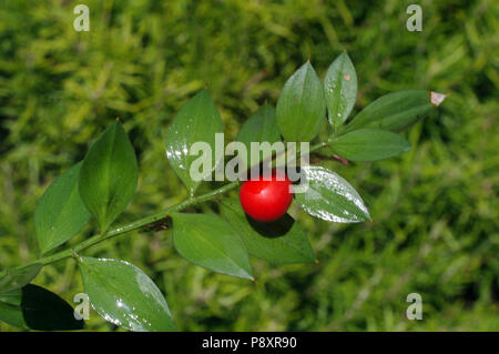 Il pungitopo (Ruscus aculeatus) close-up Foto Stock