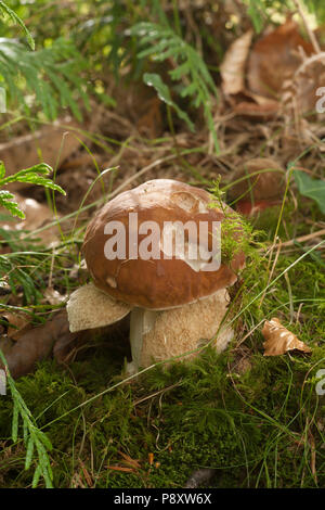 Un giovane cep, o Boletus edulis, funghicoltura in New Forest. New Forest Hampshire England Regno Unito GB Autunno 2014 Foto Stock