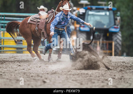 Il tirante verso il basso lo sfilacciamento, Rodeo. L'uomo vs vitello in un evento temporizzato. Emozionante, velocità, come cowboy di lasso in rapido movimento di vitello. Cranbrook, BC, Canada. Foto Stock