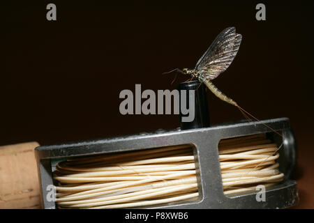 Un mayfly, ordine Ephemeroptera riposante su un vecchio Hardy Hydra 31/8 mulinello da pesca a mosca. Dorset Inghilterra GB. Foto Stock