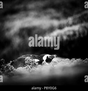 Timido pinguino africano nascosto tra la vegetazione in Penisola del Capo, in Sudafrica in bianco e nero Foto Stock