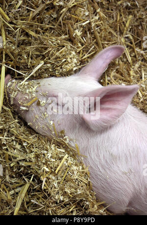 Berlino, Germania, piglet dorme nella paglia Foto Stock