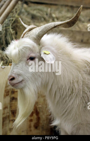 Berlino, Germania, Cashmere goat Foto Stock