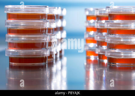 Piastre di agar. Foto Stock