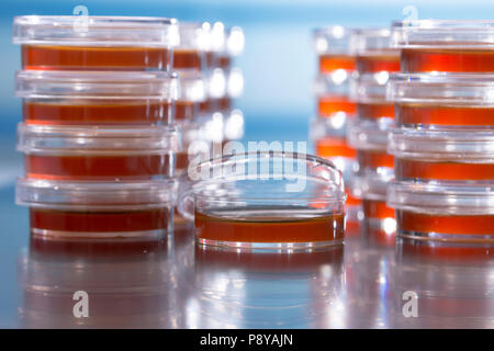 Piastre di agar. Foto Stock