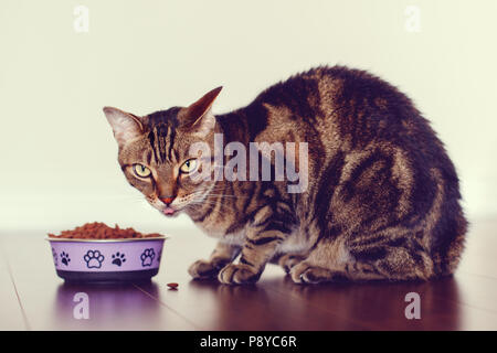 Tabby cat pet con verde giallo occhi seduto sul pavimento di mangiare cibo secco granuli dal recipiente al chiuso in casa. Nutrizione Alimenti per animali domestici. Tonica w Foto Stock