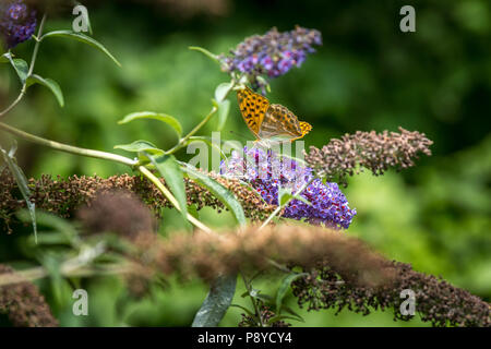 Farfalla sulla fioritura di Buddleja. Abruzzo Foto Stock