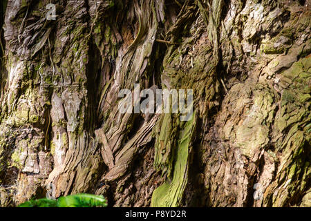 Dusky Footed woodrat (Neotoma fuscipes) salendo la corteccia di un albero. Foto Stock