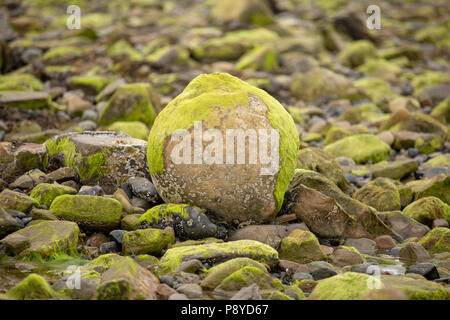 Rocce e sassi sulla spiaggia Strandhill coperta di verde muschio. Strandhill, nella contea di Sligo, Irlanda Foto Stock