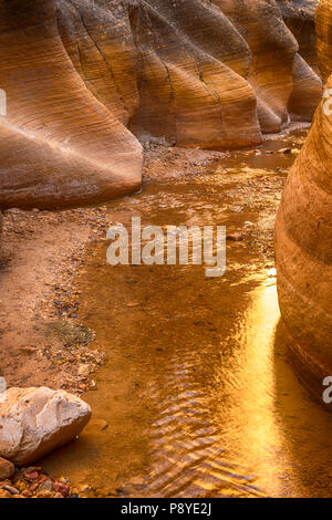 Willis Creek Canyon, situato all'interno di Grand Staircase-Escalante Monumento Nazionale in Utah Foto Stock