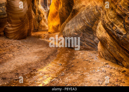 Willis Creek Canyon, situato all'interno di Grand Staircase-Escalante Monumento Nazionale in Utah Foto Stock