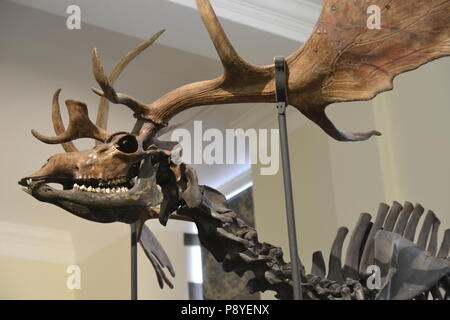 Gigantesco gran corno di cervo gigante (megaloceros giganteus) al Sedgwick Museum, Cambridge, Inghilterra, Regno Unito. Museo dei Fossili. Estinti. Foto Stock