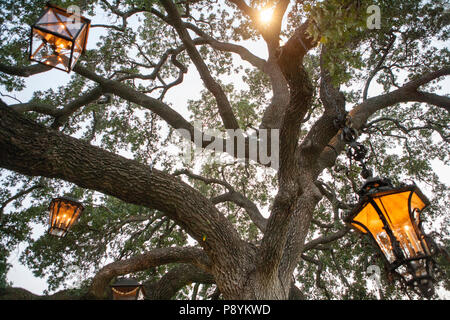 Basso angolo di visualizzazione albero illuminato lanterne Foto Stock